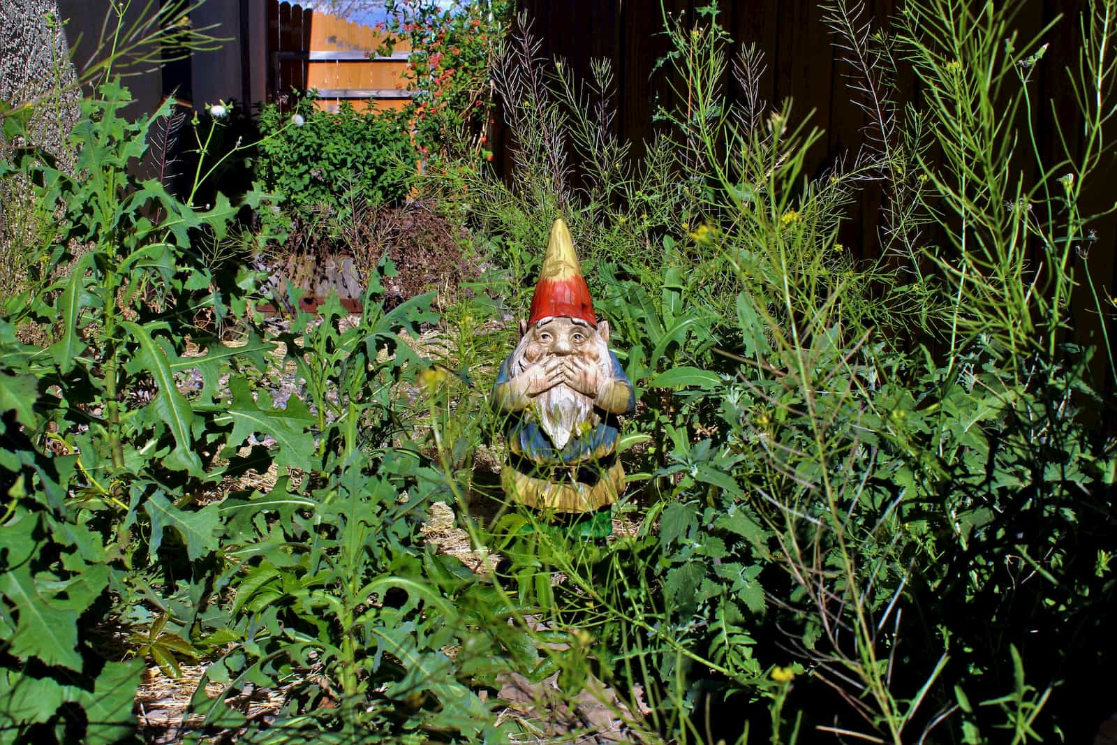 garden gnome among weeds